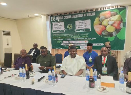 Enugu to lead in production as Mbah flags off 2024 cashew season