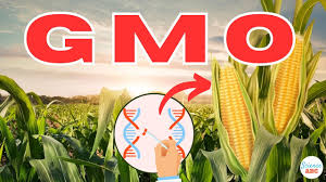 CSOs express concerns over divergent stand of FG agencies on safety of GMOs